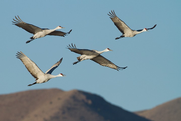 Kanadakranich Grus canadensis Sandhill Crane